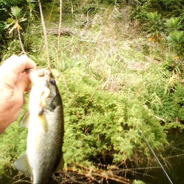 Pesca en Colima